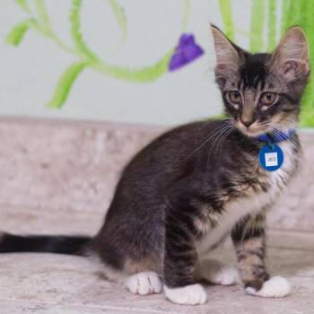 Jed -  Maine Coon Cat for Adoption in Hot Springs, Arkansas - Jed | PetCurious