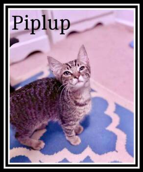 Rescue Domestic Short Hair Cats for Adoption in Greenville, Delaware - Piplup, Willow Grove Area, (FCID 11/11/2025-150) | PetCurious