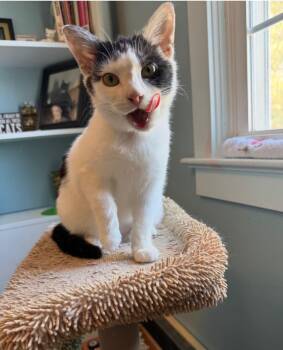 Domestic Short Hair Cats Available for Adoption in East Amherst, New York - Merry | PetCurious