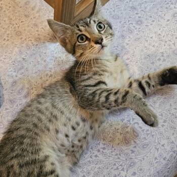 Martin - Lots of Fun -  Tabby Cat for Adoption in Hoquiam, Washington - Martin - Lots Of Fun | PetCurious