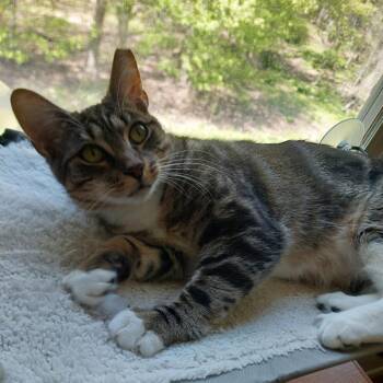 Domestic Short Hair Cats Available for Adoption in Westport, Connecticut - Tabitha (Sampson 3) - CHIP | PetCurious