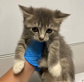 Cricket -  Domestic Short Hair Cat for Adoption in Winnipeg, Manitoba - Cricket | PetCurious