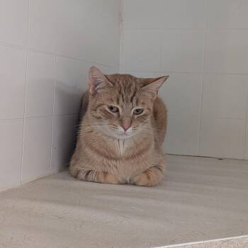 Domestic Short Hair Cats Available for Adoption - O.J.  | PetCurious