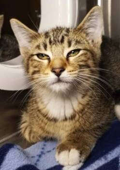 Telemachus -  Domestic Short Hair Cat for Adoption in Waupaca, Wisconsin - Telemachus | PetCurious