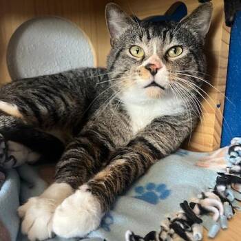 Domestic Short Hair Cats Available for Adoption in Chaska, Minnesota - Atlas | PetCurious
