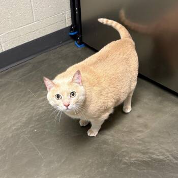 Domestic Short Hair Cats Available for Adoption in Dekalb, Illinois - Virginia May | PetCurious