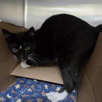 Zebra -  Domestic Short Hair Cat for Adoption in Windsor, Virginia - Zebra | PetCurious