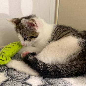 Domestic Short Hair Cats Available for Adoption in Sunnyvale, California - Crescent | PetCurious