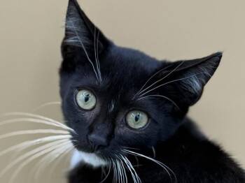 Paxton -  Domestic Short Hair Cat for Adoption in Portland, Oregon - Paxton | PetCurious