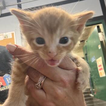 Lonnie -  Domestic Short Hair Cat for Adoption in Lake Jackson, Texas - Lonnie | PetCurious