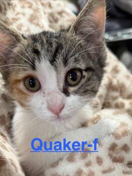 Quaker 26 -  Calico and Tabby Cat for Adoption in Brookhaven, Mississippi - Quaker 26 | PetCurious
