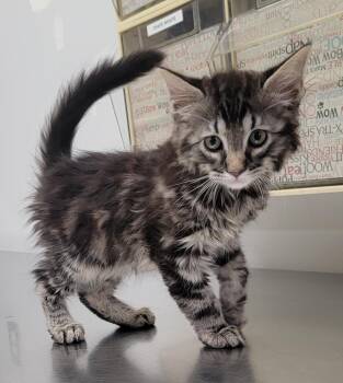 Minnie -  American Shorthair Cat Available for Adoption in Pueblo, Colorado - Minnie | PetCurious