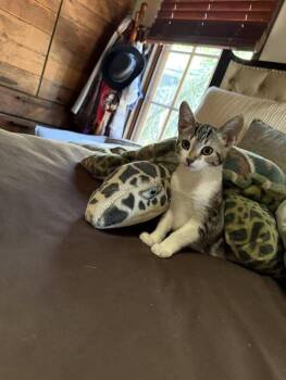 Rescue Domestic Short Hair Cats for Adoption in Malibu, California - Lilith | PetCurious