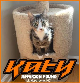 Katydid - 1 year old -  Domestic Short Hair Cat for Adoption in Jefferson, New Jersey - Katydid - 1 Year Old | PetCurious