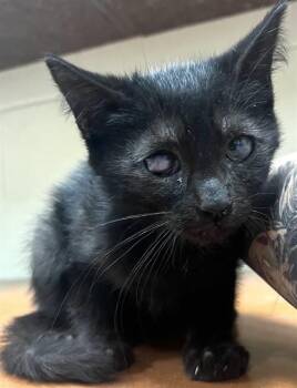 Domestic Medium Hair Cats Available for Adoption - BLACKIE | PetCurious