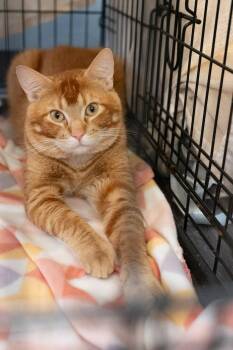 Tabby Cats Available for Adoption in Galesville, Wisconsin - Stitch  | PetCurious