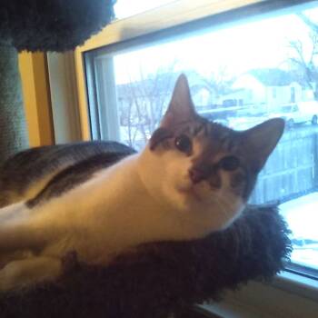 Rescue Domestic Short Hair Cats for Adoption in Bismarck, North Dakota - Louie | PetCurious