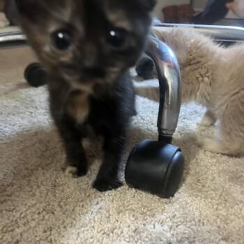 Velma -  Domestic Short Hair Cat for Adoption in Ashland, Virginia - Velma | PetCurious