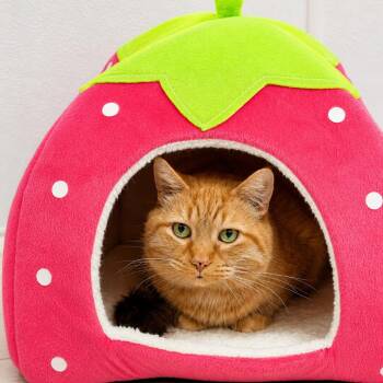 Marlow -  Domestic Short Hair Cat for Adoption in Binghamton, New York - Marlow | PetCurious