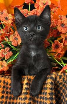 (VR) 5/4/26 Mr. Meowgi -  Domestic Short Hair Cat for Adoption in Stillwater, Oklahoma - (VR) 5/4/26 Mr. Meowgi | PetCurious