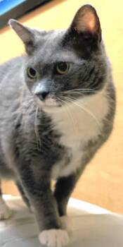 Domestic Short Hair Cats Available for Adoption in Herndon, Virginia - Astoria | PetCurious