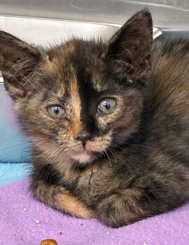 Brooklyn -  Domestic Short Hair Cat for Adoption in Hartsville, South Carolina - Brooklyn | PetCurious