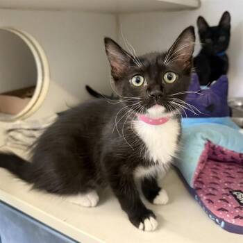 FREEDOM -  Domestic Short Hair Cat for Adoption in Long Beach, California - FREEDOM | PetCurious