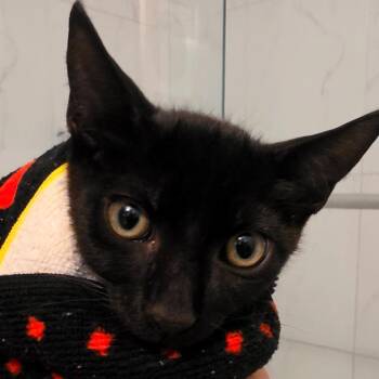 Romesco -  Domestic Short Hair Cat for Adoption in Pompano Beach, Florida - Romesco | PetCurious