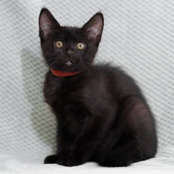 Domestic Short Hair Cats Available for Adoption in Sunnyvale, California - Nigel (Orange) | PetCurious