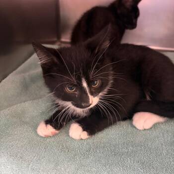 Sneezy -  Domestic Short Hair Cat for Adoption in Council Bluffs, Iowa - Sneezy | PetCurious