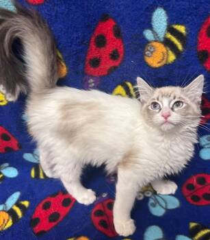 Shania -  Domestic Medium Hair Cat for Adoption in Madison, Georgia - Shania | PetCurious