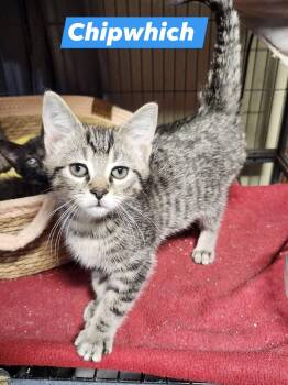Tabby Cats Available for Adoption in Cosby, Tennessee - Chipwhich | PetCurious