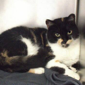 Domestic Short Hair Cats Available for Adoption in Lakeland, Florida - Persia | PetCurious