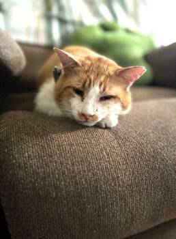 Finnegan -  Domestic Short Hair Cat for Adoption in North Babylon, New York - Finnegan | PetCurious