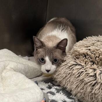 Snoopy -  Siamese Cat for Adoption in Long Beach, California - Snoopy | PetCurious