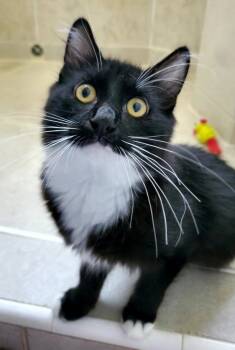 Marcello -  Ragamuffin Cat for Adoption in Davis, California - Marcello | PetCurious