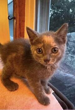 Vivienne -  American Shorthair Cat for Adoption in Fort Payne, Alabama - Vivienne | PetCurious