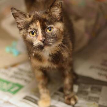 Toast -  Domestic Short Hair Cat for Adoption in Belleville, Illinois - Toast | PetCurious