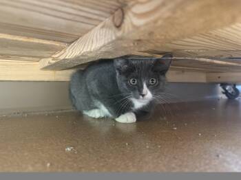 Fenty -  Domestic Short Hair Cat for Adoption in Brookings, South Dakota - Fenty | PetCurious