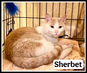 Domestic Short Hair Cats Available for Adoption - Sherbert (01/16/2026-147) | PetCurious