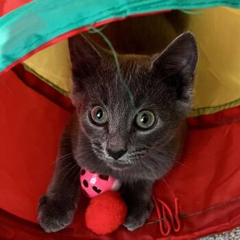 Nimbus -  Domestic Short Hair Cat for Adoption in Monroe, North Carolina - Nimbus | PetCurious