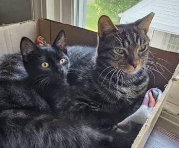 Rescue Domestic Short Hair Cats for Adoption in Richmond, Virginia - Cosmo | PetCurious