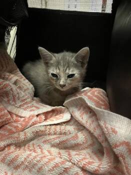 MAY -  Domestic Short Hair Cat for Adoption in Long Beach, California - MAY | PetCurious