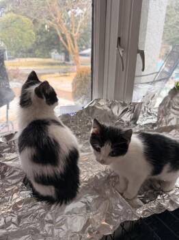 Domestic Short Hair Cats Available for Adoption - Duchess | PetCurious