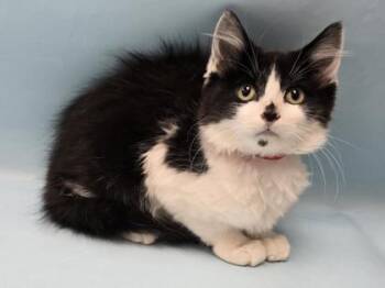 Silverwing -  Domestic Medium Hair Cat for Adoption in Minneapolis, Minnesota - Silverwing | PetCurious