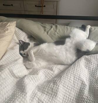 Domestic Short Hair Cats Available for Adoption in Coatesville, Pennsylvania - Rocky | PetCurious