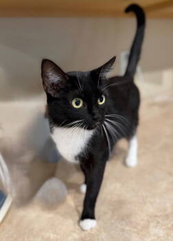Rescue Domestic Short Hair Cats for Adoption in Midland, Virginia - Sansa | PetCurious