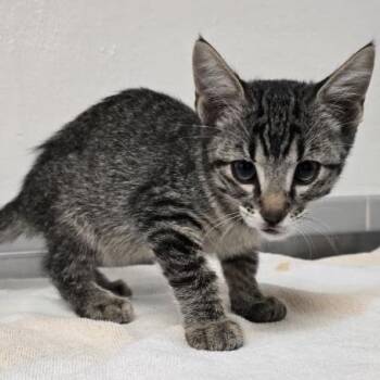 Bahamas -  Domestic Short Hair Cat for Adoption in Austin, Texas - Bahamas | PetCurious