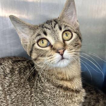 Stevie -  Domestic Short Hair Cat for Adoption in Matteson, Illinois - Stevie | PetCurious