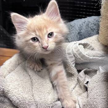 Hakuna C11459 -  Domestic Medium Hair Cat for Adoption - Hakuna C11459 | PetCurious
